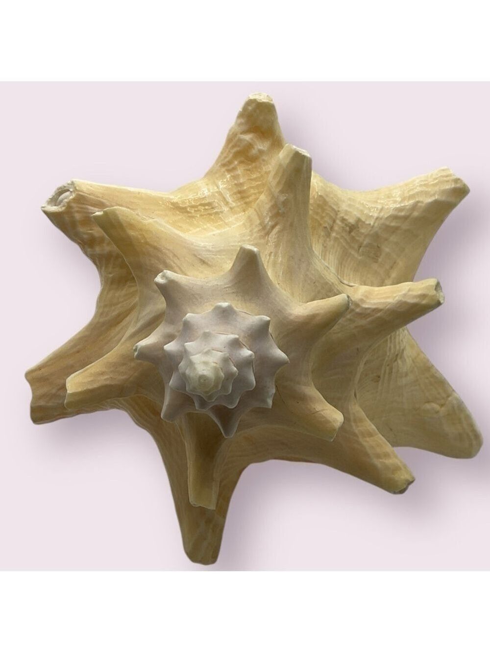 Queen Conch Shell Extra Large - Picture 5 of 5